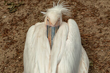 Close Up Of A Pelican Head