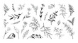 © SpicyTruffel - Hand drawn flowers, floral plants. Ornament leaves and branch decor elements, line nature decoration, garden herbs stem and meadow petals. Black floral elegant outline doodles vector set