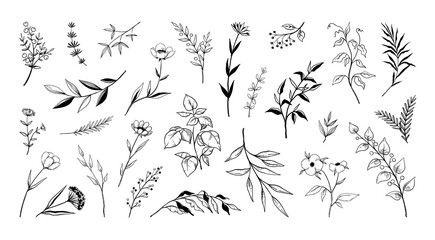 Wall Mural - Hand drawn flowers, floral plants. Ornament leaves and branch decor elements, line nature decoration, garden herbs stem and meadow petals. Black floral elegant outline doodles vector set