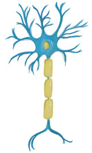 Hand Drawn Watercolor Clipart Of A Brain Cell Neuron In Blue And Yellow On Transparent Background