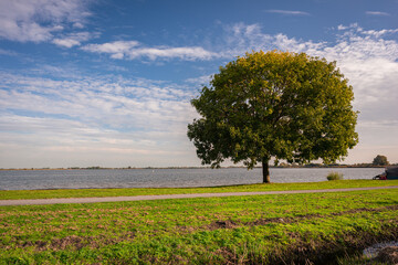 Wall Mural - scenic view of a large lone tree at the shore of lake 