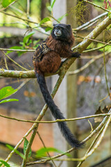 Wall Mural - Brown-mantled tamarin on tree