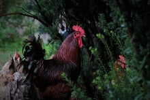 Closeup Shot Of A Rhode Island Red Standing With Green Plants On The Ground