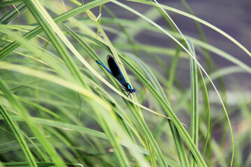 Poster - une demoiselle bleue