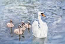 A Family Of Swans Swims In The Water. A White Swan With Small Chicks.