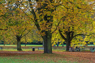 Canvas Print - Herbst am Decksteiner Weiher, Köln