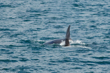 Canvas Print - Wild Orca