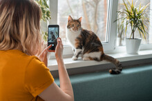 Young Woman Sitting On Sofa Taking Photo Of Cat On Window Sill.