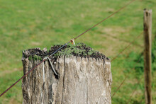 Old Wooden Fence Post And Moss With Rusty Wire