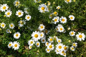 Wall Mural - Background of daisies in the green garden