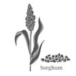 Sorghum cereal crop glyph icon vector illustration. Cut black silhouette grain plant with seeds and leaf on stalk spikelet, agriculture sorgho grass from field, sorgo organic harvest and Sorghum text