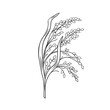Proso cereal crop plant, outline icon vector illustration. Line hand drawing of proso