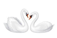 Couple Of Swans Vector Illustration. Cartoon Isolated Two Beautiful White Birds Swim Together, Cute Symbol Of Love And Romance, Romantic Tenderness And Wedding, Graceful Family Of Swans In Nature
