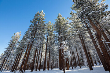 Wall Mural - winter forest