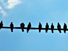 Silhouette Of Pigeons On Wires With A Background Of Blue Sky