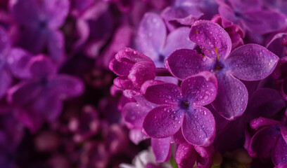 Wall Mural - Beautiful purple lilac flowers. Macro photo of lilac spring flowers.