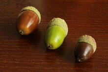Close up of light brown, green, and dark brown acorns on polished wooden surface. Symmetrical acorn background. Texture for ripe and unripe acorns. Autumn and fall concept with space