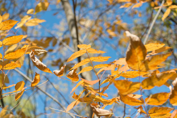 Wall Mural - autumn in the park - yellow leaves on a blue sky with trees