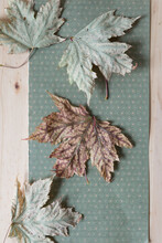 Dried, Wrinkled Maple Leaves With Attractive Pattern On Green Scrapbook Paper And Wood