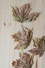 Sticker - dried, wrinkled maple leaves with attractive pattern on wood