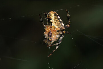 agelena labyrinthica spider macro photo