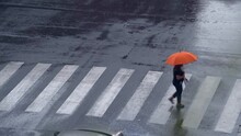 People Cross The City Road Along The Zebra Crossing. Parents With Children Walk With Umbrellas In Rainy Weather. Sleep And Rain At The Same Time. Traffic Lights. Milan, Italy, 10.2022