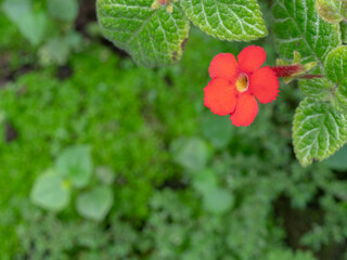 Wall Mural - Red Flame Violet Flower Blooming