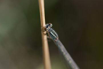 Wall Mural - damselfly close up