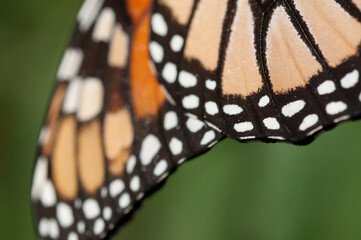 Wall Mural - close up of Danaus plexippus wings