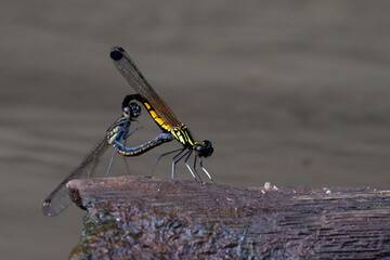 Wall Mural - Two beautiful damselfly from genus rhinocypha mating on a wood in the middle of small river stream with bokeh background