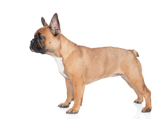 Aufkleber - French Bulldog puppy standing in  profile and looking away on empty space. Isolated on white background