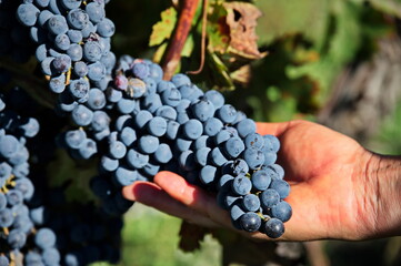 Holding bunch of red grapes in vineyard