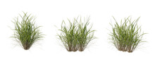 Bunches Of Grass On A Transparent Background. 3D Rendering.