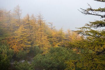 Wall Mural - Beautiful foggy autumn forest landscape. View of the larch forest in the fog. Larch trees with yellow crowns and thickets of evergreen dwarf pine in the mountains. Travel and hiking in northern nature