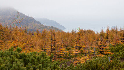 Wall Mural - Beautiful autumn landscape. Panorama of larch forest on the sea coast. View of larch trees and mountains. Overcast weather. Northern nature. Magadan region, Siberia, Russia. Blurred foreground.