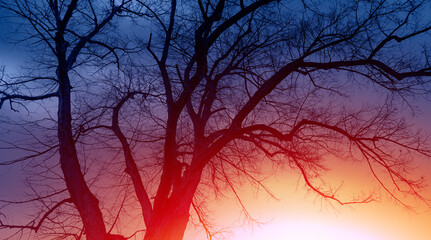 Fototapete - Silhouette of barren lone tree with amazing sunset