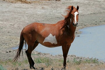 Poster - Brown mustang in the field next to the pond.