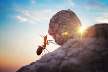 Worker Ant Is Pushing Heavy Boulder Up On Hill.