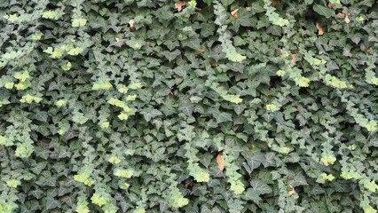 Wall Mural - ivy plant background