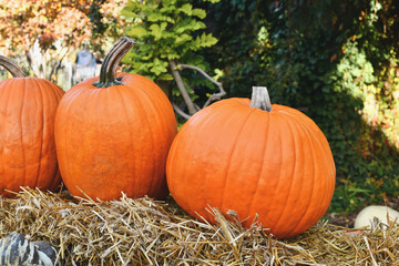 Wall Mural - Large orange Halloween 'Ghostride' pumpkins in a row