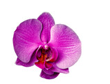 Fototapeta Storczyk - purple phalaenopsis orchid, flower in full bloom, isolated from background, macro, background for various graphic design, png file