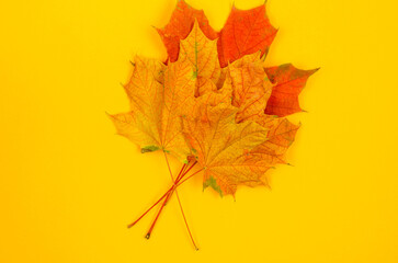 Wall Mural - Autumn sale and discount. Yellow leaves and blank labels.