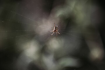 Closeup shot of a spider on the web