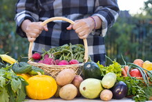 Still Life With Vegetables In The Garden. The Hands Of A Farmer Woman Hold A Basket With A Freshly Picked Fresh Radish. There Are Also A Variety Of Vegetables On The Table.