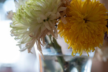 Two Withered Chrysanthemums In A Vase