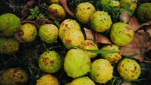 Green Chestnuts In Autumn