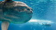 Beautiful ocean sunfish