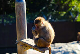 Fototapeta Zwierzęta - 猿