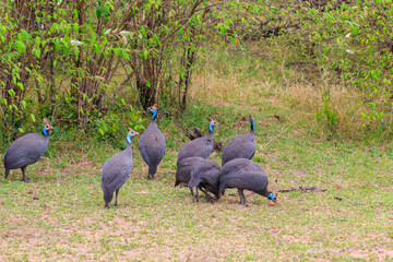 Poster - Helmeted guineafowl (Numida meleagris) on green meadow in Serengeti national park, Tanzania