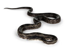Full Length Image Os A Black Rat Snake Aka Pantherophis Obsoletus. Isolated On A White Background.